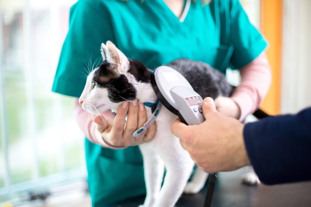 All American Animal Hospital